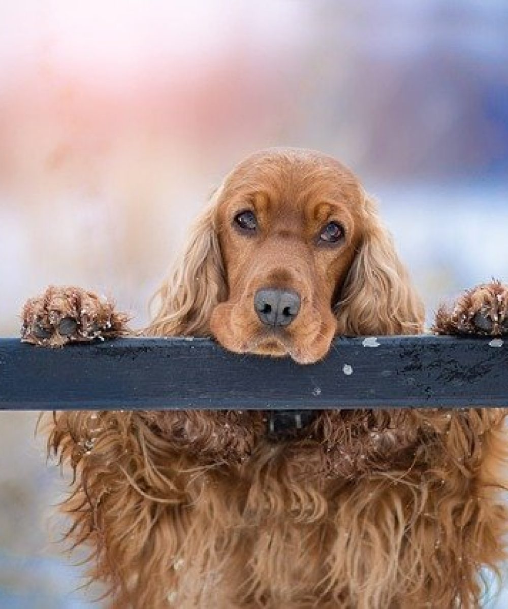 cocker-spaniel-3981587