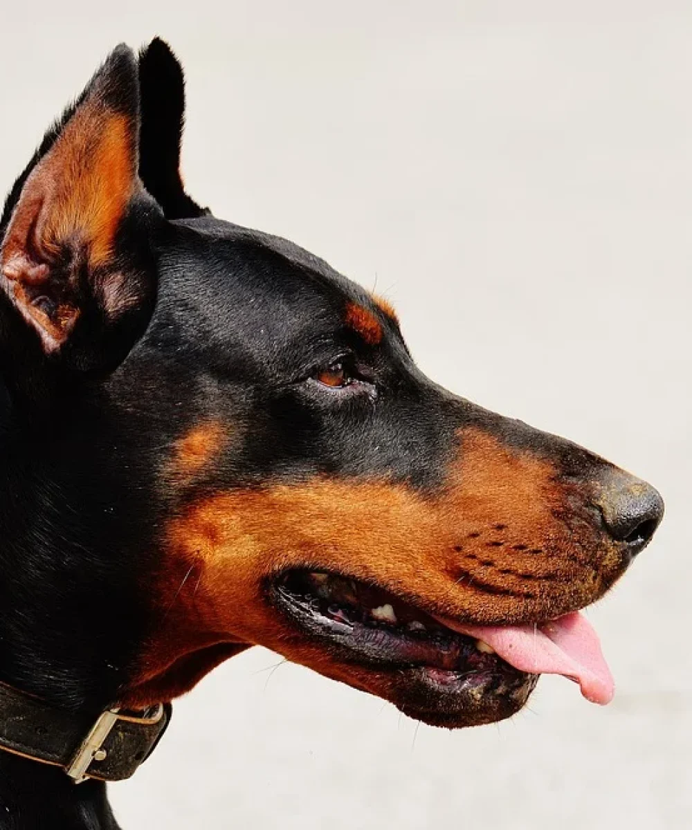 doberman-1334497_960_720