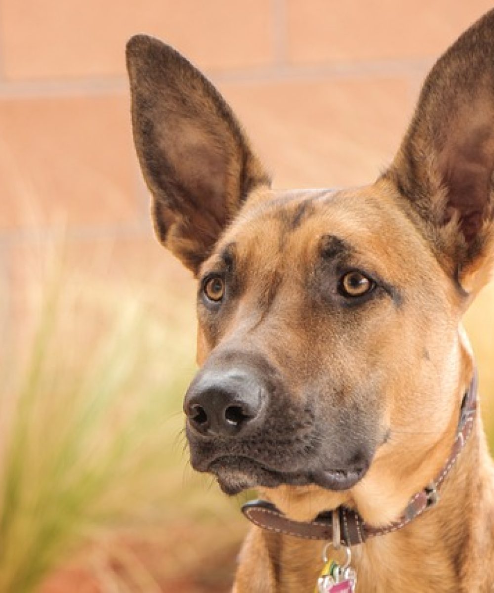 malinois-3331687