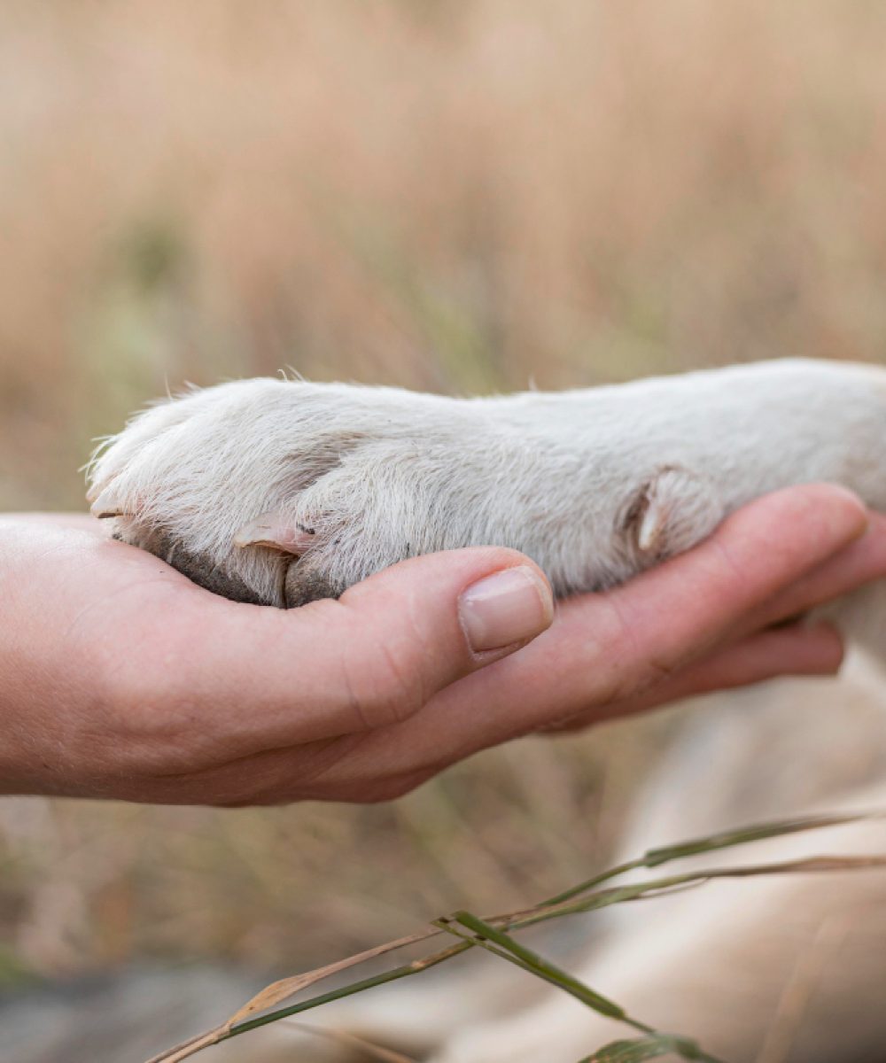 side-view-person-holding-dog-s-paw